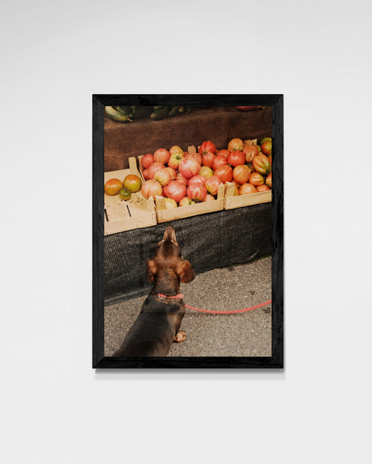 dachshund at the market